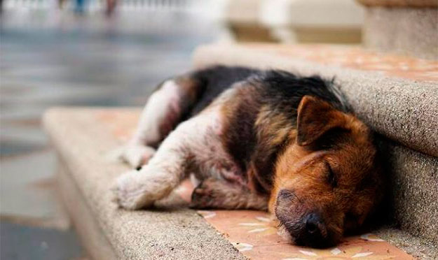 Adoção de cães e gatos em Senador Canedo