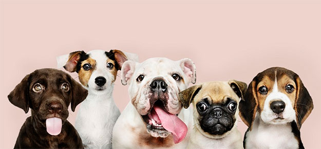 Pet Shop no Conjunto Fabiana em Goiânia